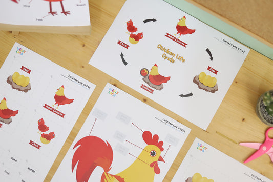 Chicken Life Cycle printable -  learn about nature and science!