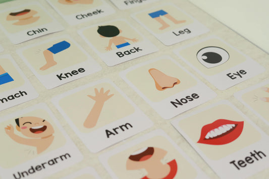educational Printable Set: Body Parts Flashcards