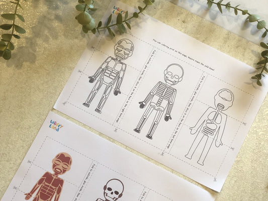 Unfold the Human Body with This Interactive Anatomy Fold Book!