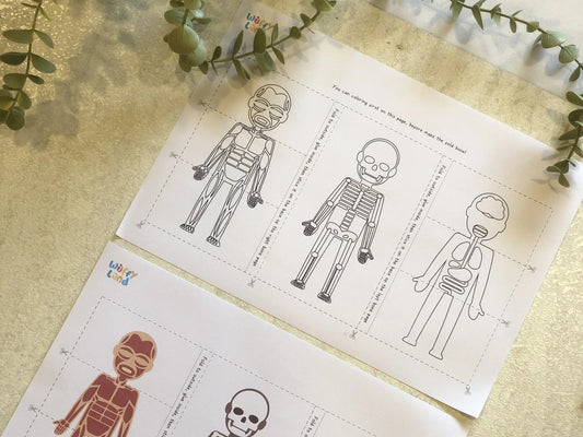 Make anatomy fun and hands-on with our Human Anatomy Fold Book Printable 🧠✂️