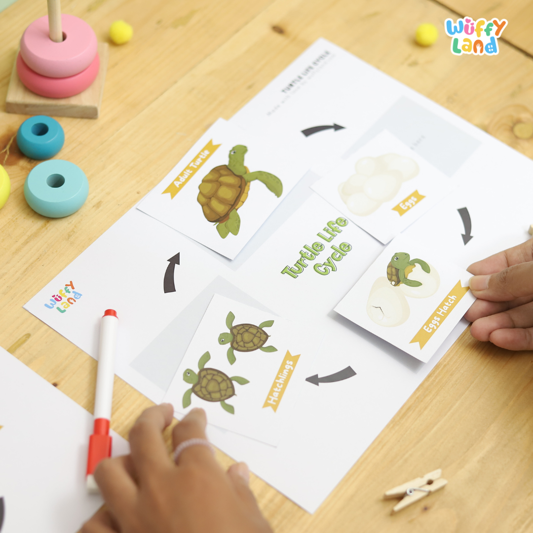 Turtle Life Cycle Educational - kids activities printable