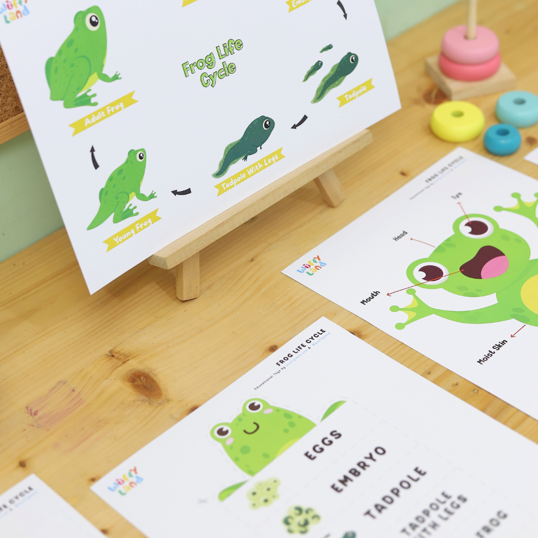 Frog Life Cycle Printable - Fun & Educational Science Activity for Kids