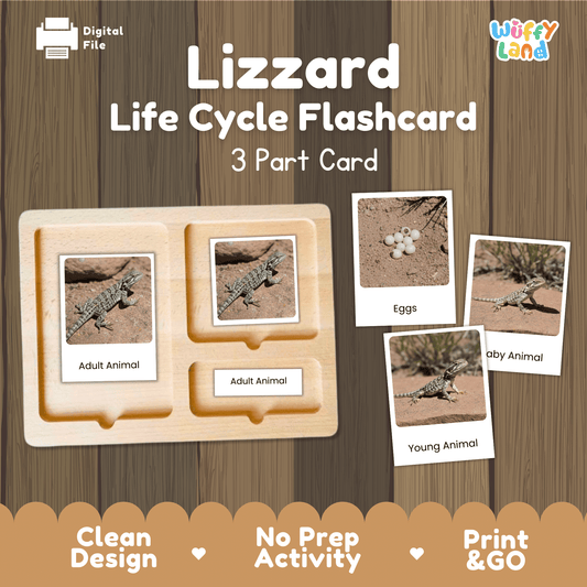 Lizard Life Cycle Montessori 3-Part Cards - Science Zoology Flashcards