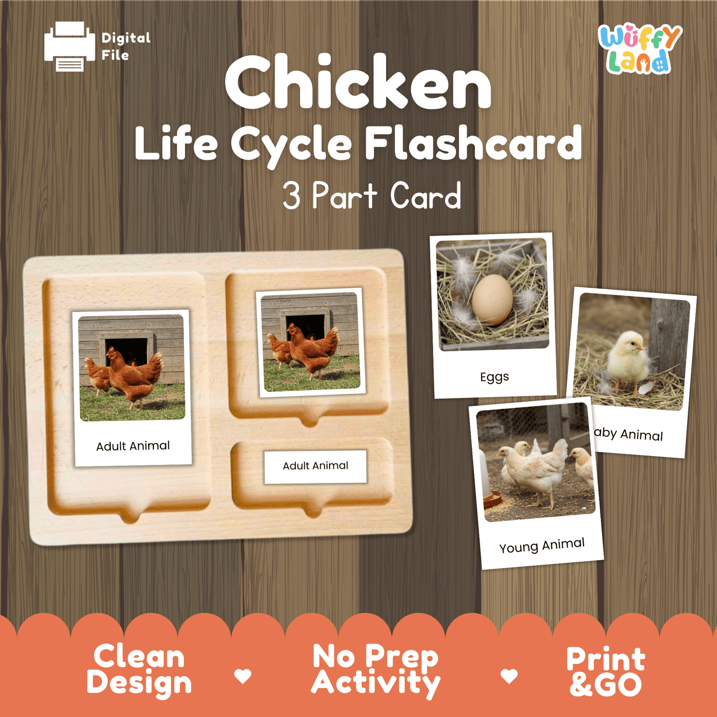 Chicken Life Cycle Montessori 3-Part Cards - Science Zoology Flashcards