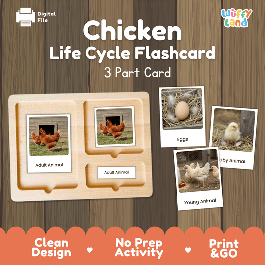 Chicken Life Cycle Montessori 3-Part Cards - Science Zoology Flashcards