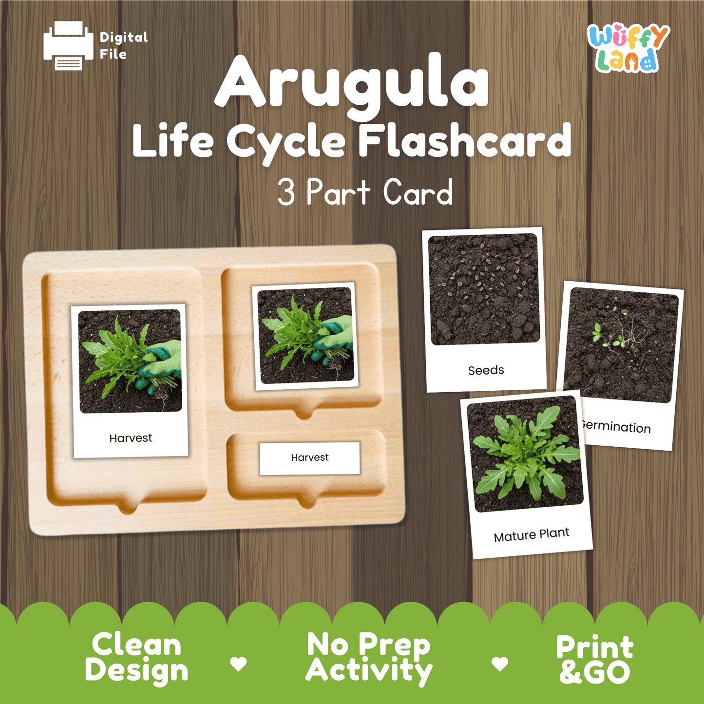 Arugula Life Cycle Activity Cut & Paste Worksheet Science Plant Growth Sequence