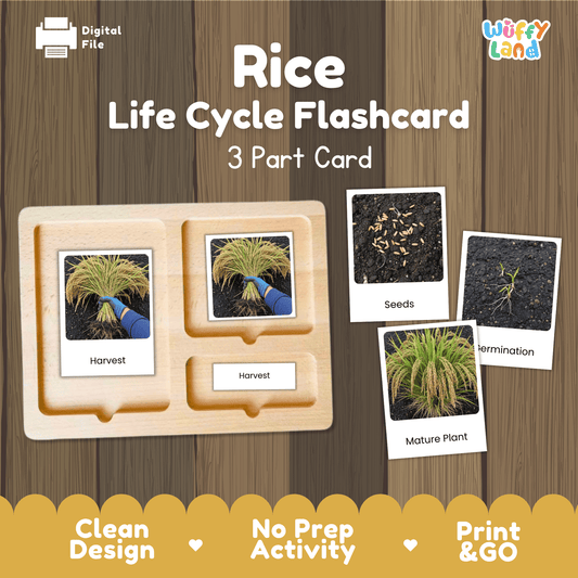 Rice Life Cycle Montessori 3-Part Cards - Science Botany Flashcards
