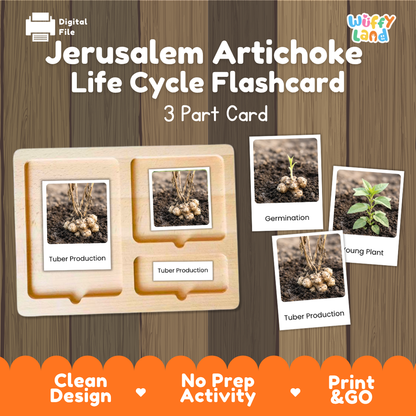Jerusalem Artichoke Life Cycle Flashcards 3 Part Cards Montessori Science Printable