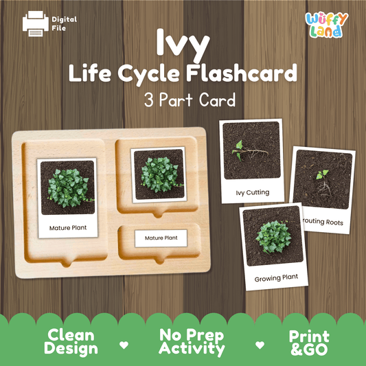 Ivy Life Cycle Montessori 3-Part Cards - Science Botany Flashcards