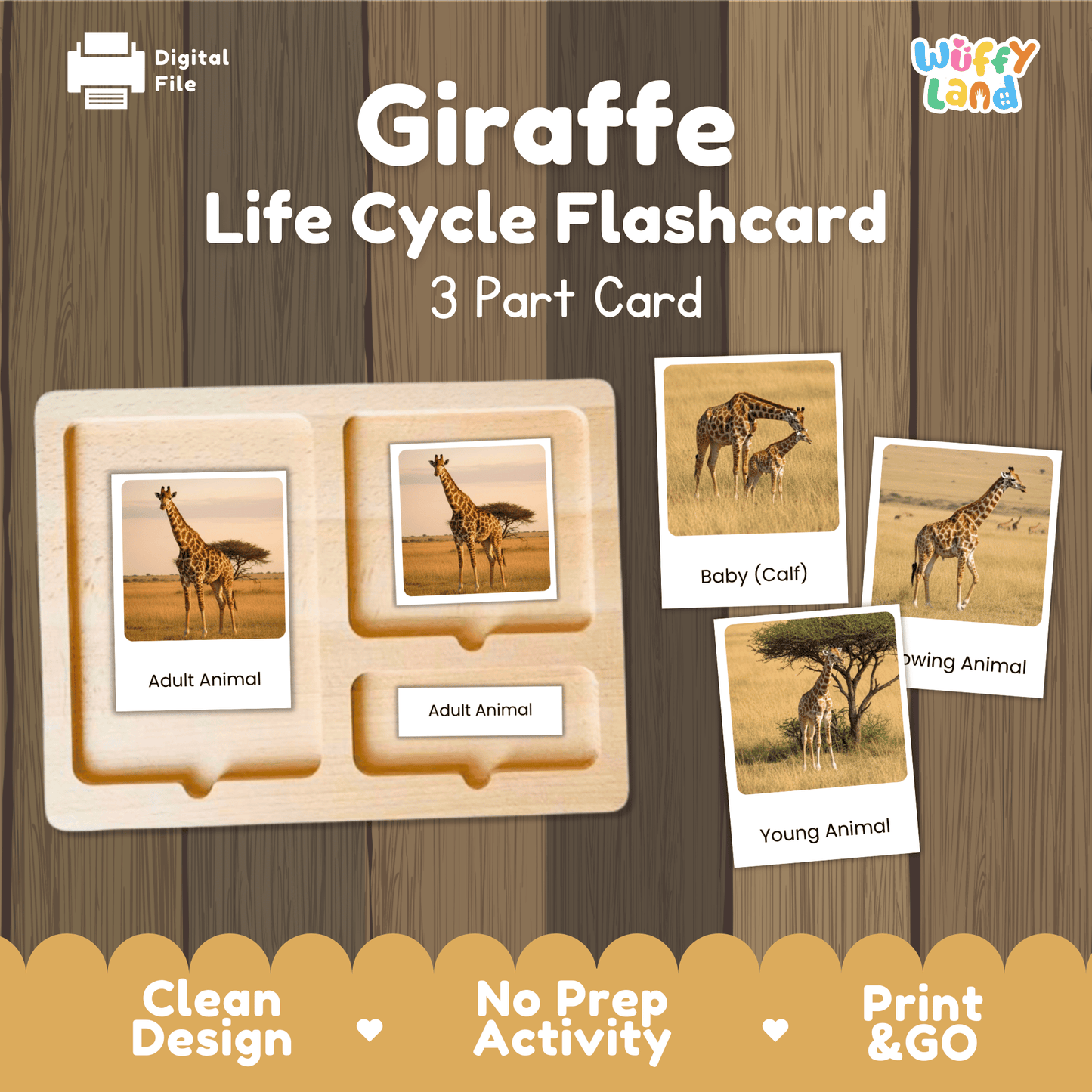 Giraffe Life Cycle Montessori 3-Part Cards - Science Zoology Flashcards