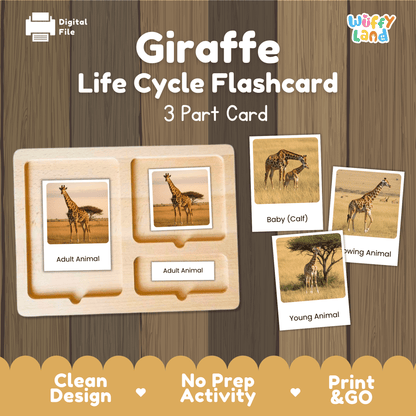 Giraffe Life Cycle Montessori 3-Part Cards - Science Zoology Flashcards