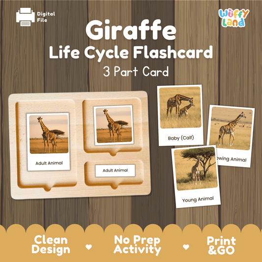 Giraffe Life Cycle Montessori 3-Part Cards - Science Zoology Flashcards