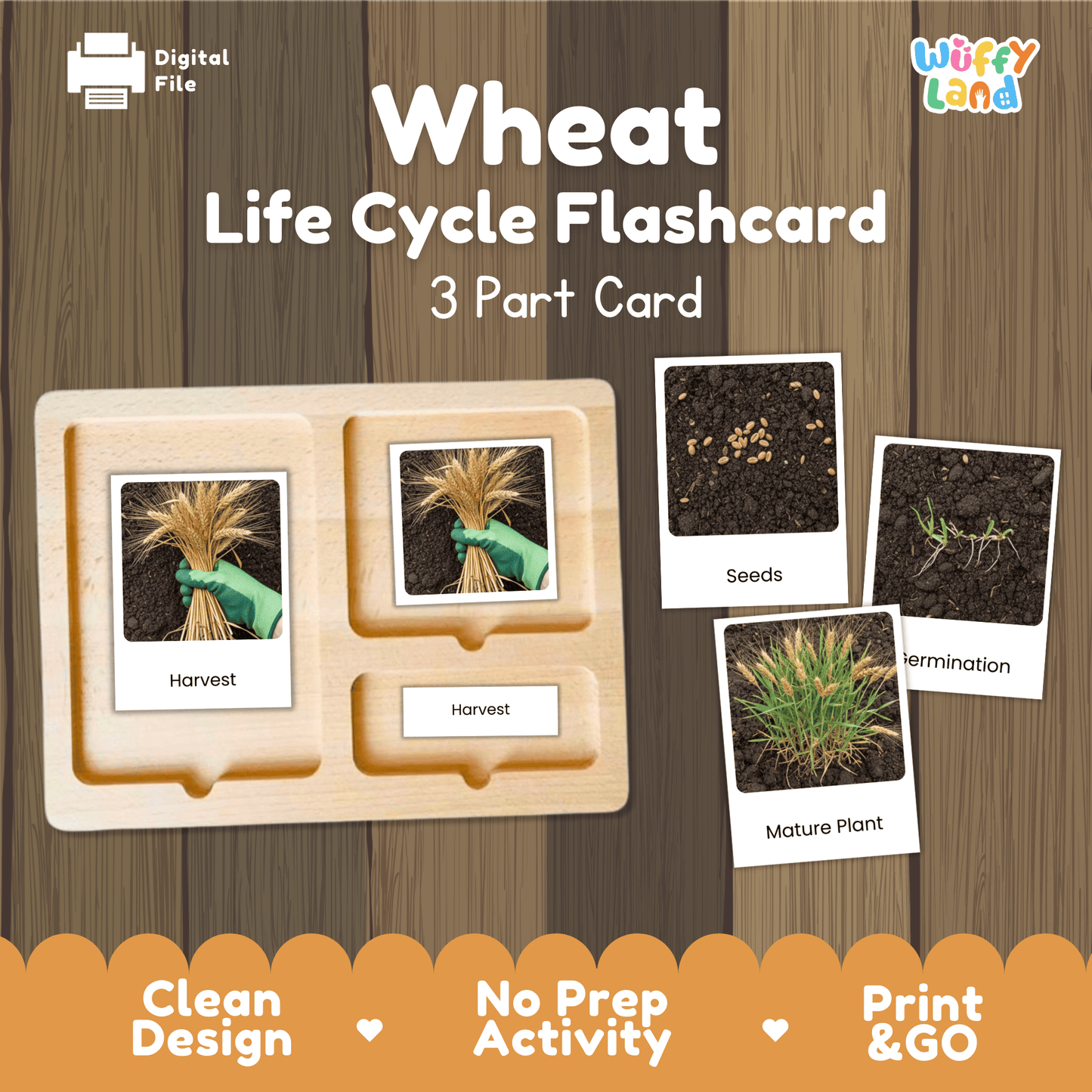 Wheat Life Cycle Montessori 3-Part Cards - Science Botany Flashcards