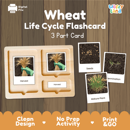 Wheat Life Cycle Montessori 3-Part Cards - Science Botany Flashcards
