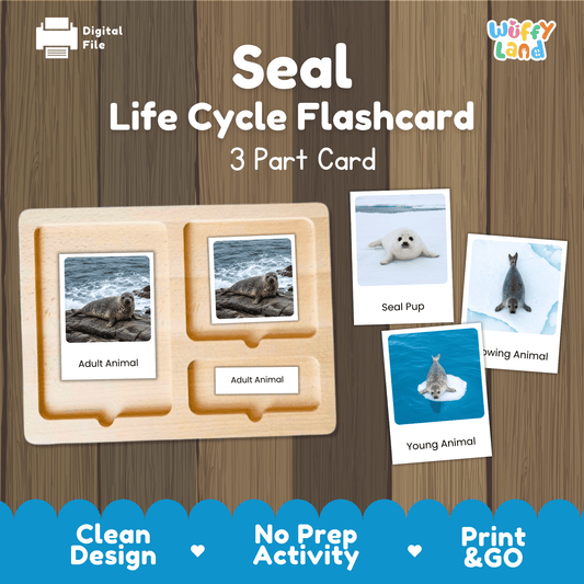 Seal Life Cycle Montessori 3-Part Cards - Science Zoology Marine Flashcards