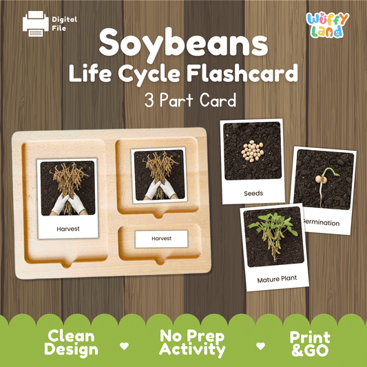 Soybeans Life Cycle Montessori 3-Part Cards - Science Botany Flashcards