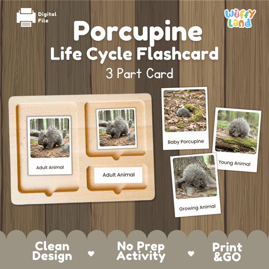 Porcupine Life Cycle Montessori 3-Part Cards - Science Zoology Mammal Flashcards