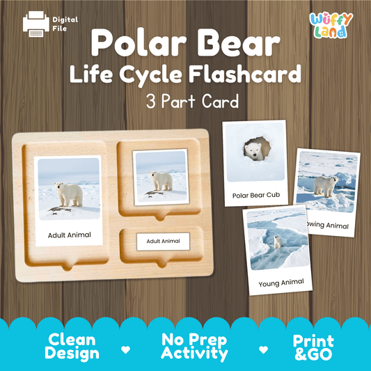 Polar Bear Life Cycle Montessori 3-Part Cards - Science Zoology Mammal Flashcard