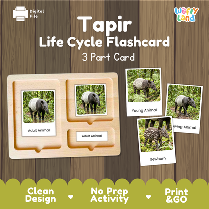 Tapir Life Cycle Flashcards - Montessori 3 Part Cards Printable Activity