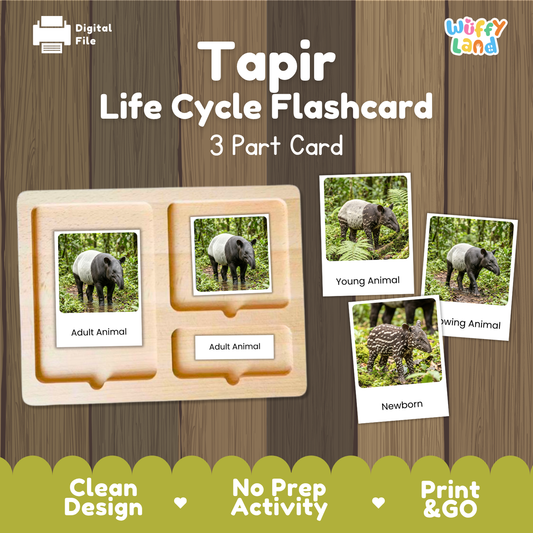 Tapir Life Cycle Flashcards - Montessori 3 Part Cards Printable Activity