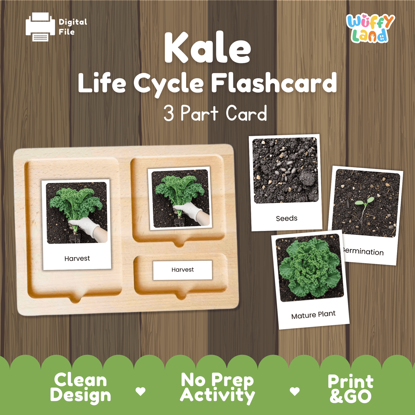 Kale Life Cycle Flashcards Montessori 3 Part Cards Science Activity Garden