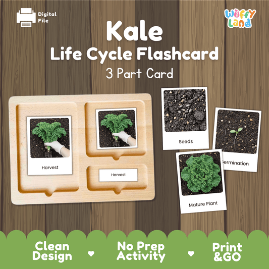 Kale Life Cycle Flashcards Montessori 3 Part Cards Science Activity Garden