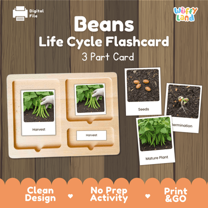 Green Bean Life Cycle Flashcards Montessori 3 Part Cards Science Activity Garden