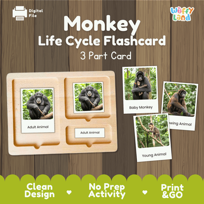 Monkey Life Cycle Montessori 3-Part Cards - Science Zoology Mammal Flashcards