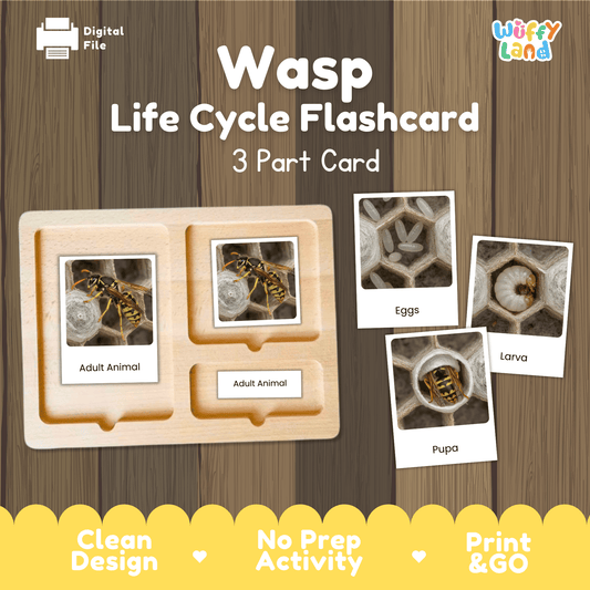 Wasp Life Cycle Montessori 3-Part Cards - Science Zoology Flashcards