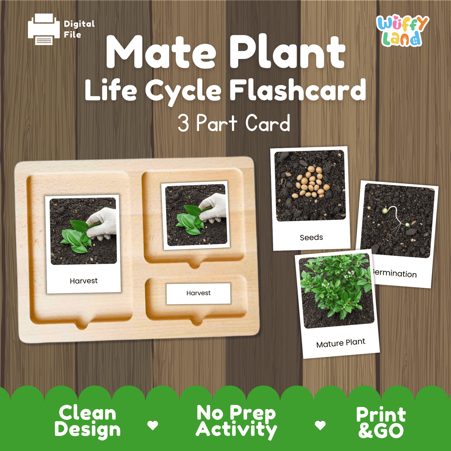 Mate Plant Life Cycle Montessori 3-Part Cards - Science Botany Flashcards
