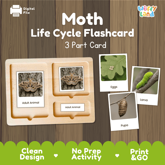 Moth Life Cycle Montessori 3-Part Cards - Science Zoology Flashcards