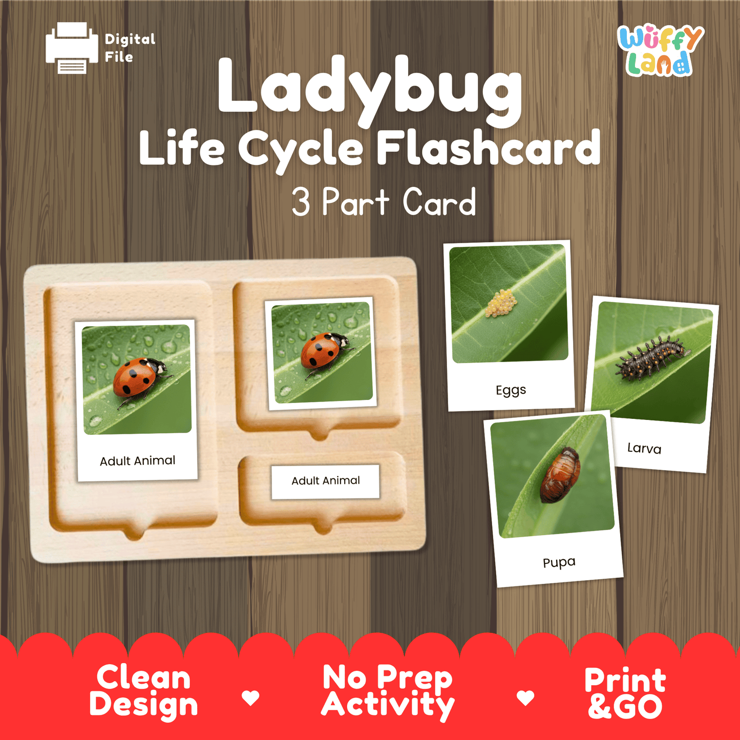 Ladybug Life Cycle Montessori 3-Part Cards - Science Zoology Flashcards