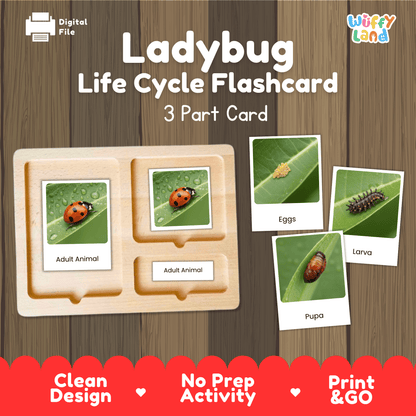 Ladybug Life Cycle Montessori 3-Part Cards - Science Zoology Flashcards