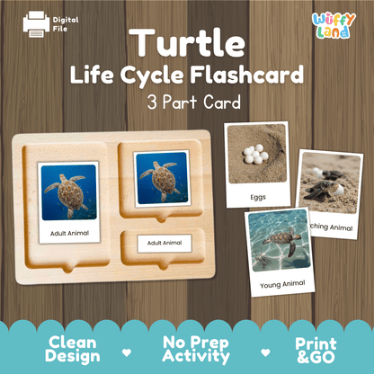 Turtle Life Cycle Montessori 3-Part Cards - Science Zoology Metamorphosis Flashcards