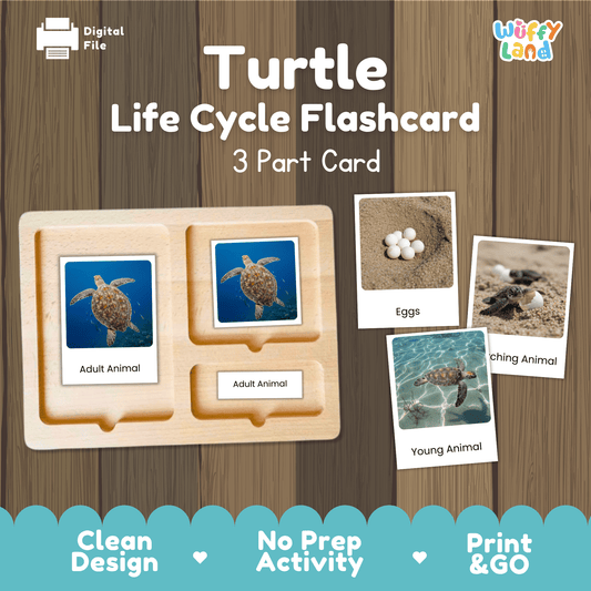 Turtle Life Cycle Montessori 3-Part Cards - Science Zoology Metamorphosis Flashcards