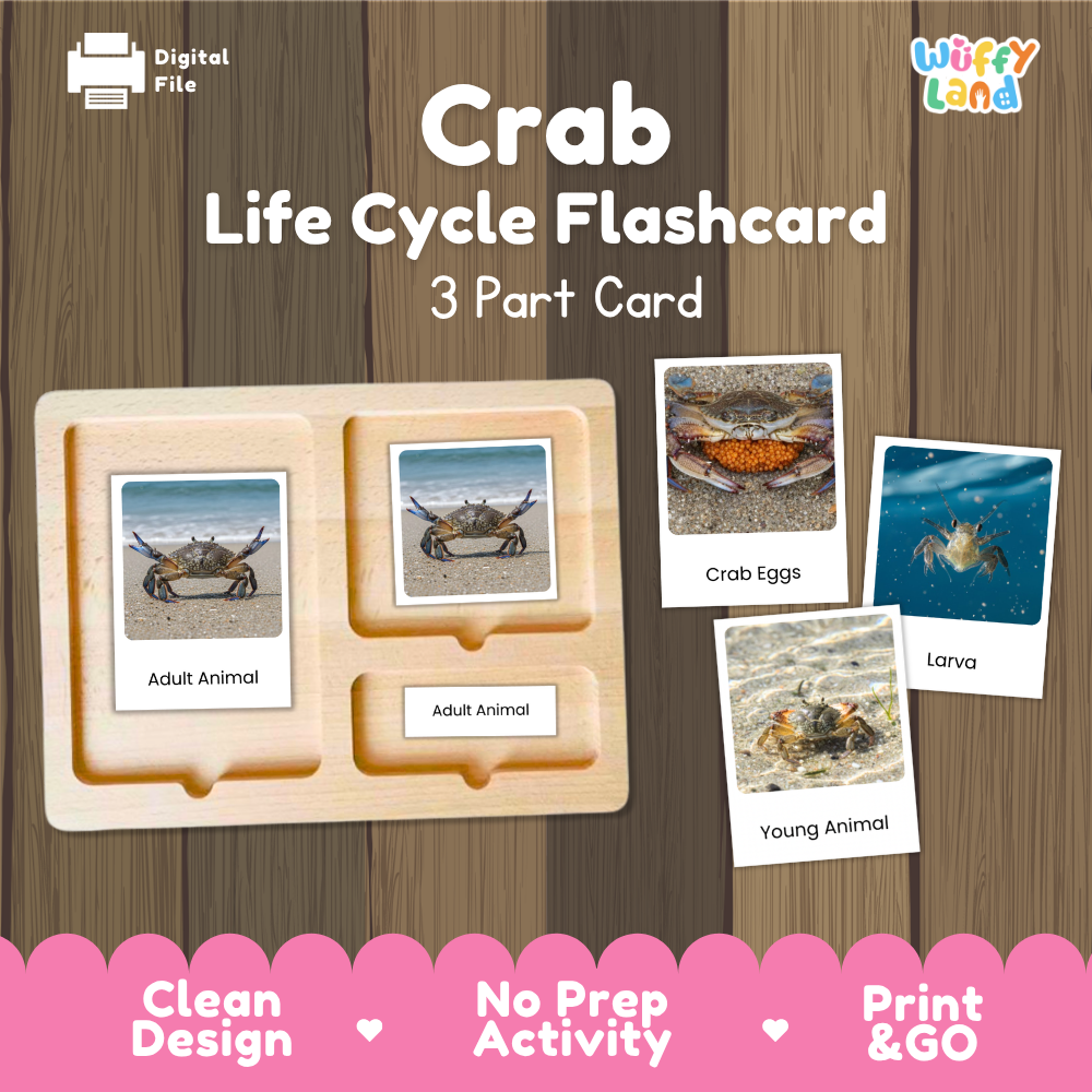 Crab Life Cycle Flashcards | Montessori 3 Part Cards Ocean Science Activity