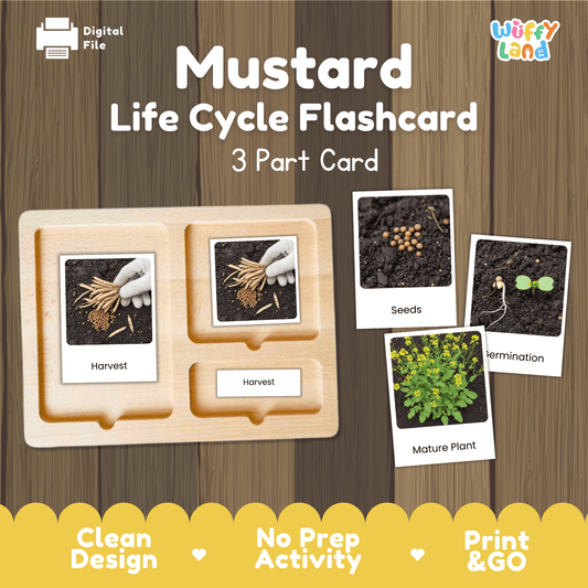 Mustard Life Cycle Montessori 3-Part Cards - Science Botany Flashcards