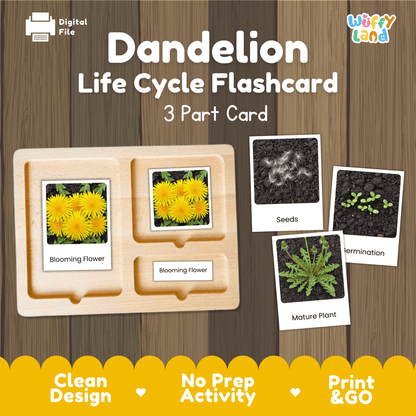 Dandelion Life Cycle Montessori 3-Part Cards - Science Botany Flashcards