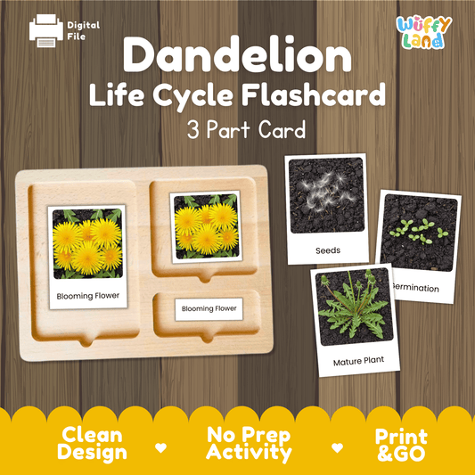 Dandelion Life Cycle Montessori 3-Part Cards - Science Botany Flashcards