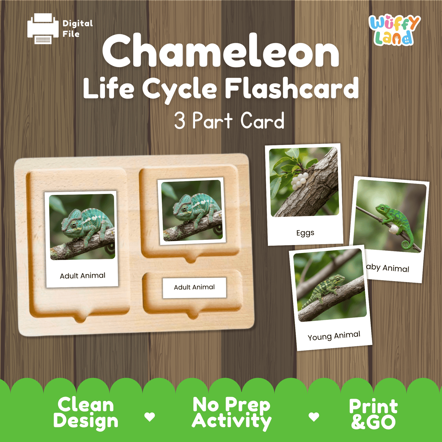 Chameleon Life Cycle Montessori 3-Part Cards - Science Zoology Reptile Flashcard