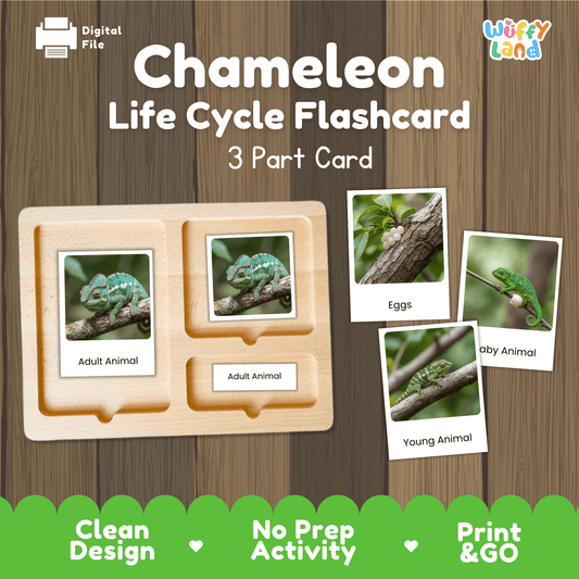 Chameleon Life Cycle Montessori 3-Part Cards - Science Zoology Reptile Flashcard
