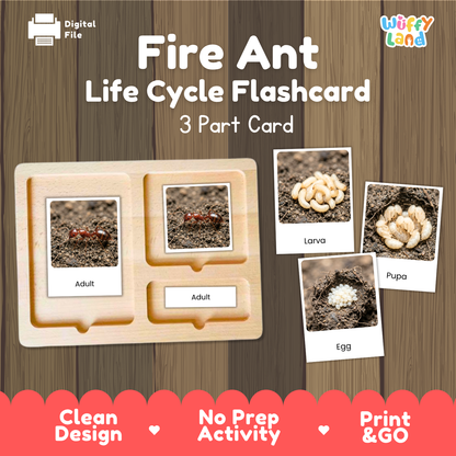 Fire Ant Life Cycle Flashcards - Montessori 3 Part Cards Printable Activity