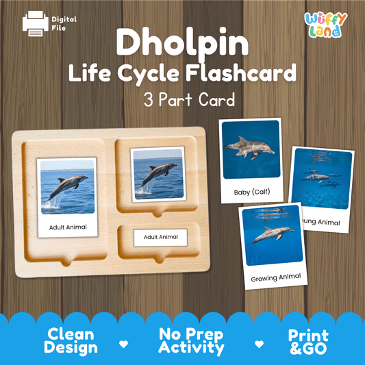 Dolphin Life Cycle Montessori 3-Part Cards - Science Zoology Flashcards