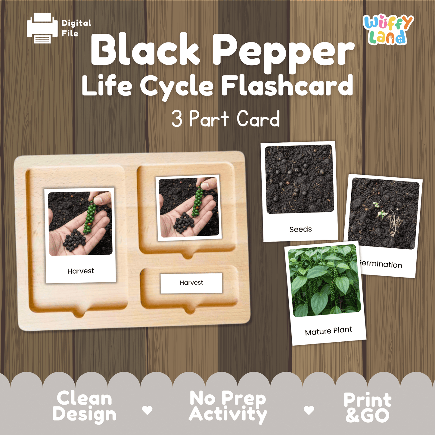Black Pepper Life Cycle Montessori 3-Part Cards - Science Botany Flashcards