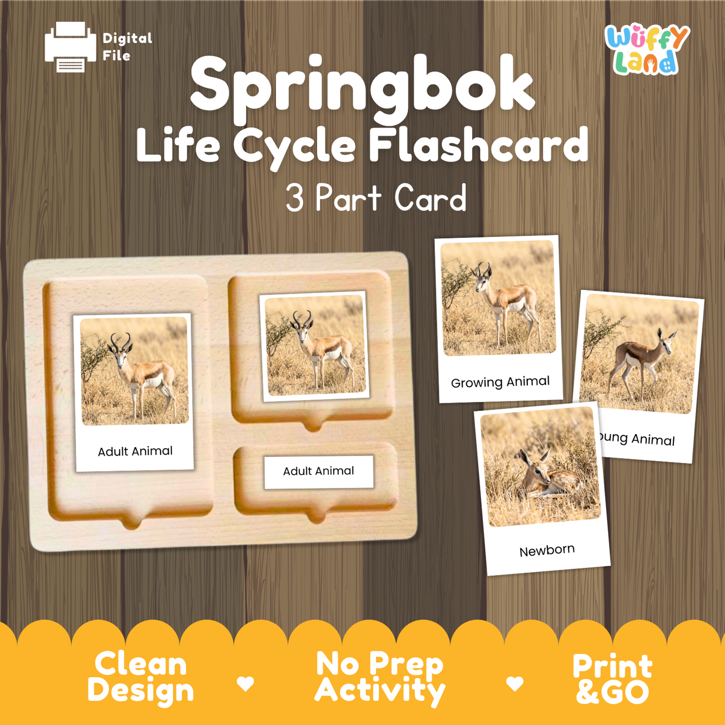 Springbok Life Cycle Flashcards | Montessori 3 Part Cards Mammal Activity
