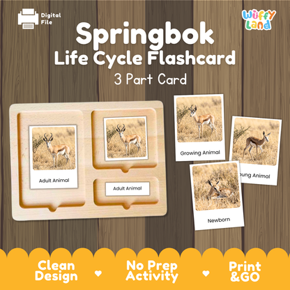 Springbok Life Cycle Flashcards | Montessori 3 Part Cards Mammal Activity