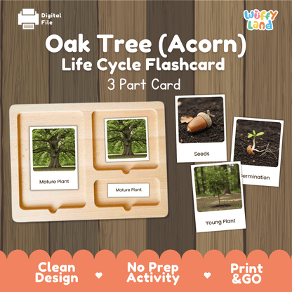 Oak Tree (Acorn) Life Cycle Montessori 3-Part Cards - Science Botany Flashcards