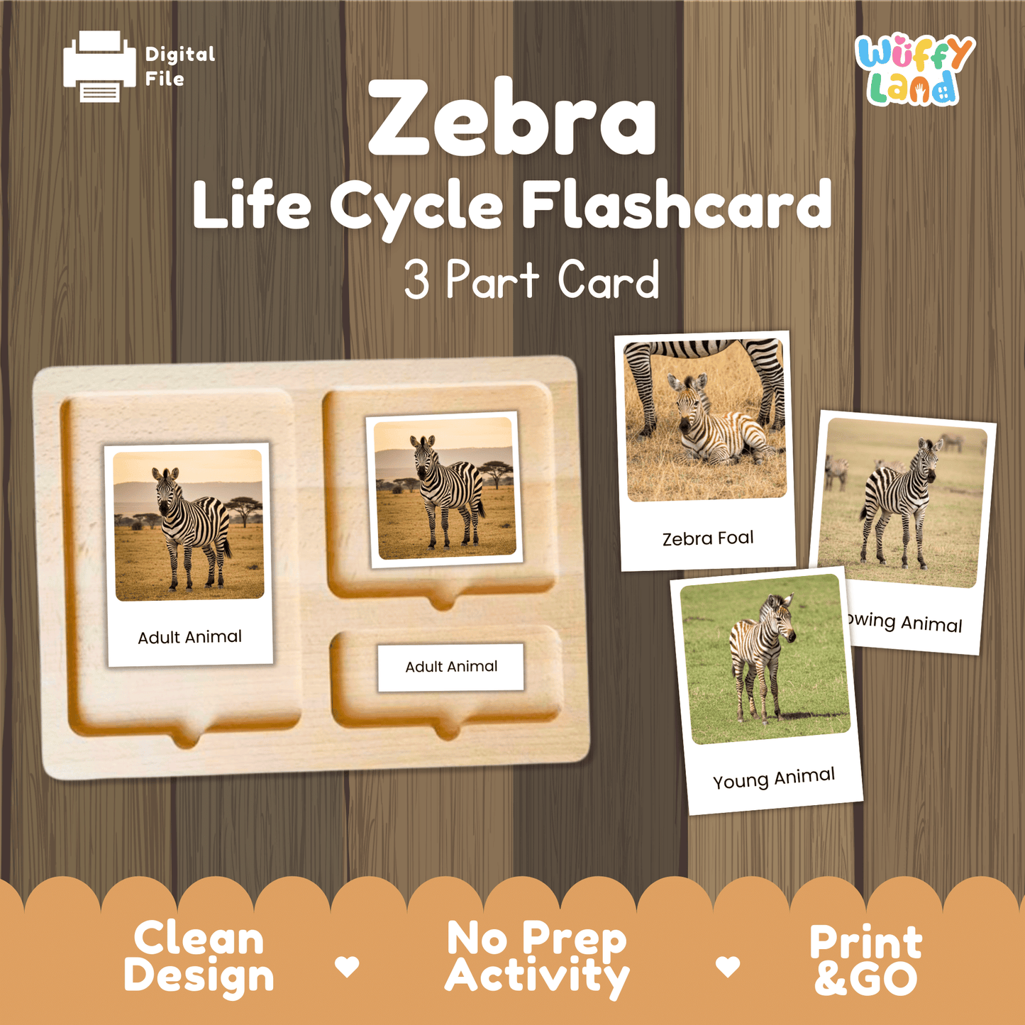 Zebra Life Cycle Montessori 3-Part Cards - Science Zoology Mammal Flashcards