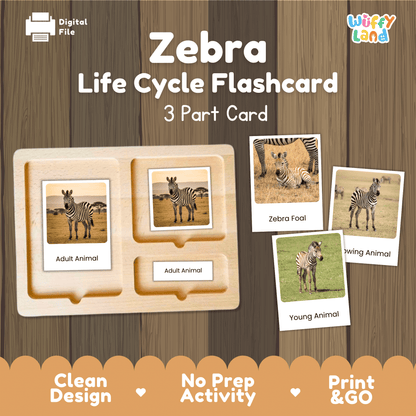 Zebra Life Cycle Montessori 3-Part Cards - Science Zoology Mammal Flashcards