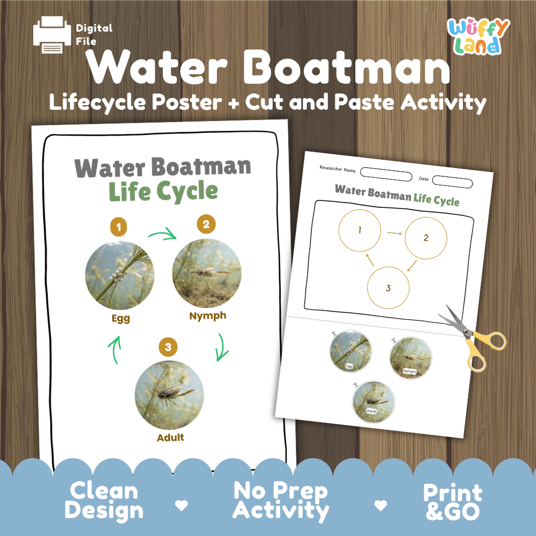 Water Boatman Life Cycle Poster and Cut and Paste Activity Worksheet